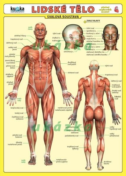 Lidské tělo (skládačka, 8 stran)