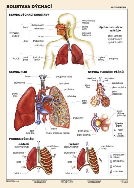 Soustava dýchací (tabulka, A4)