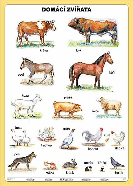 Domácí zvířata (tabulka A4)