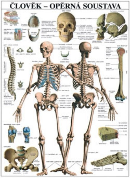 Člověk - opěrná soustava (nástěnná tabule)