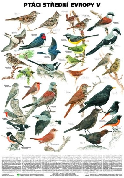Ptáci střední Evropy V - Pěvci (nástěnná tabule)
