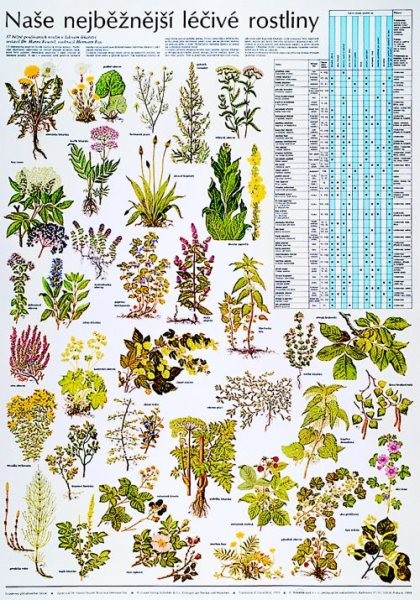 Naše nejběžnější léčivé rostliny (výuková tabule)