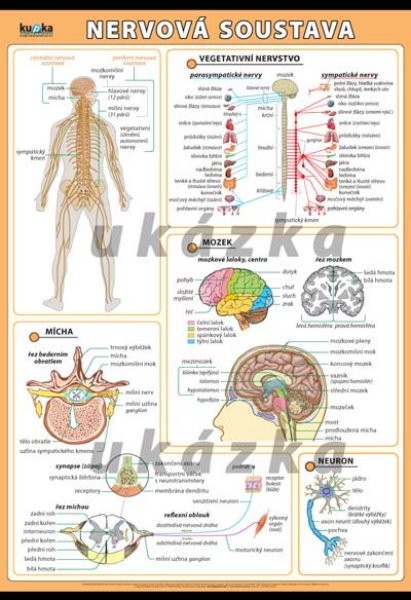 Nervová soustava (nástěnná tabule 100x70 cm )