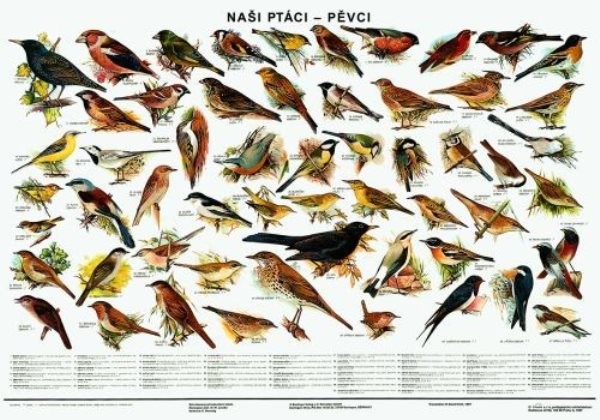 Naši ptáci - pěvci (nástěnná tabule)